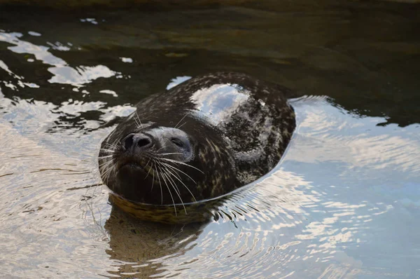 Una foca del puerto —  Fotos de Stock