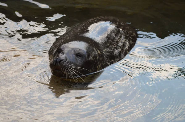 Una foca del puerto —  Fotos de Stock