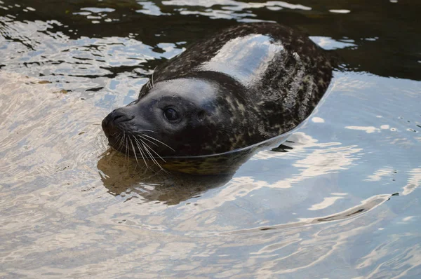 Una foca del puerto —  Fotos de Stock