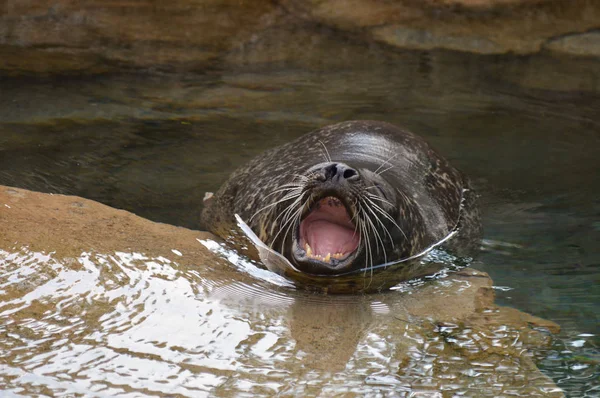 Una foca del puerto — Foto de Stock