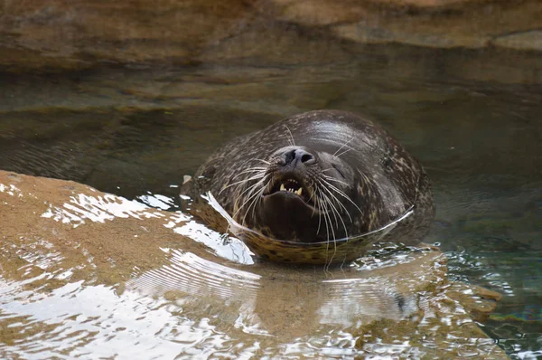 Una foca del puerto —  Fotos de Stock