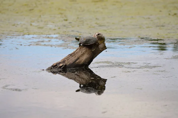 Turtle on a Log — Stock Photo, Image