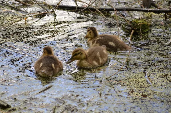 Enten am See — Stockfoto