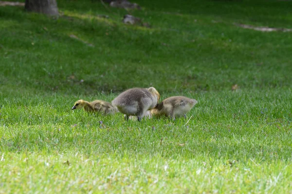 Geese at the Park — Stock Photo, Image