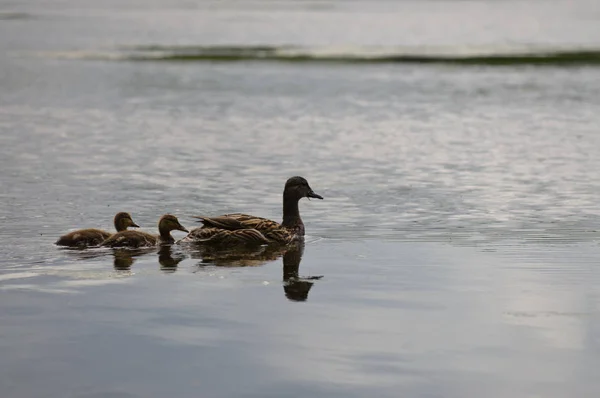 Canards dans l'eau — Photo