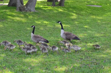 Parktaki kazlar