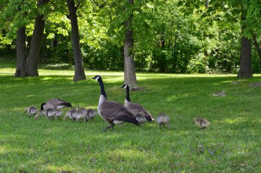 Parktaki kazlar