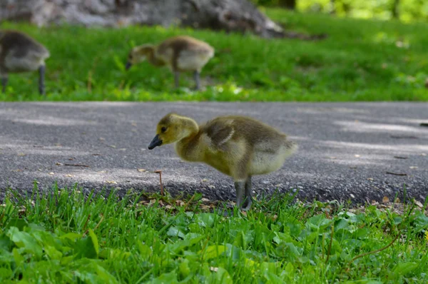 Geese in the Park — Stock Photo, Image