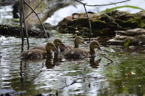 Enten auf dem Wasser — Stockfoto