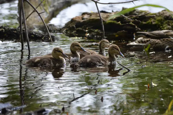 Enten auf dem Wasser — Stockfoto