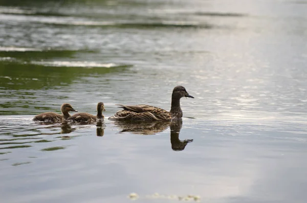 Enten auf dem Wasser — Stockfoto