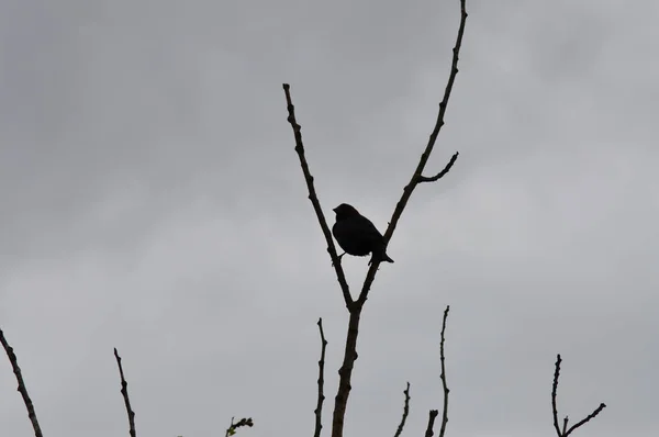 Pájaro en un árbol — Foto de Stock