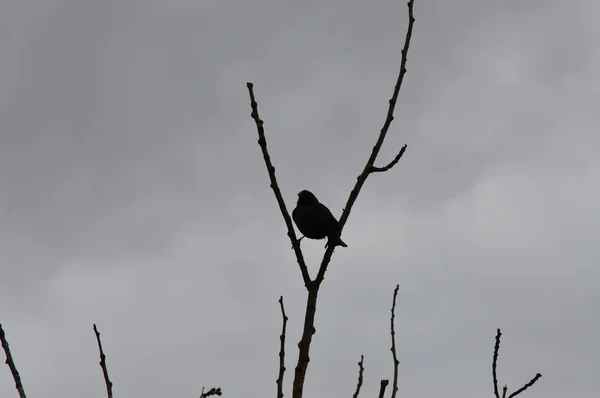 Oiseau dans un arbre — Photo