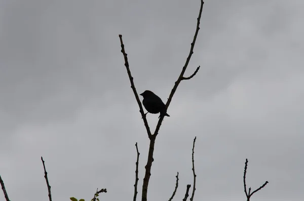 Pájaro en un árbol — Foto de Stock