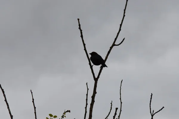 Oiseau dans un arbre — Photo