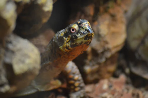 Schildkröte im Becken — Stockfoto
