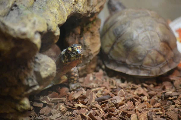 Turtle in the Tank — Stock Photo, Image