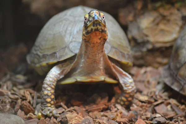 Kaplumbağa içinde belgili tanımlık Tank — Stok fotoğraf