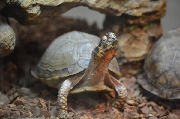 Tartaruga nel serbatoio — Foto Stock