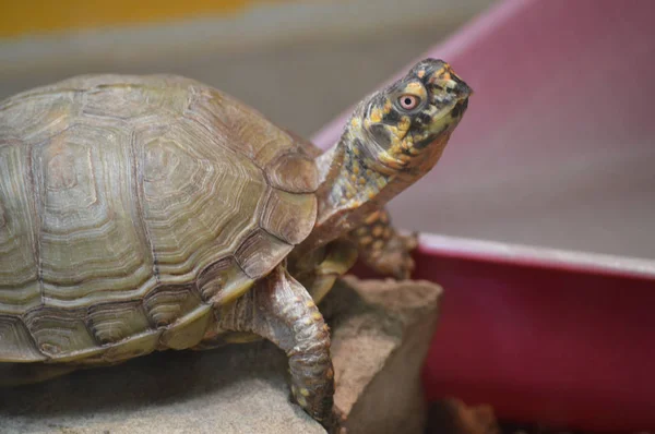 Kaplumbağa içinde belgili tanımlık Tank — Stok fotoğraf