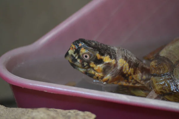 Skildpadde i tanken - Stock-foto