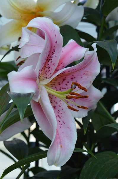 Lilie im Garten — Stockfoto