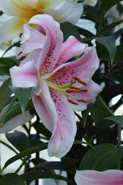Lily in the Garden — Stock Photo, Image