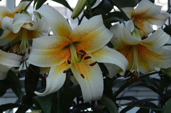 Lily in the Garden — Stock Photo, Image
