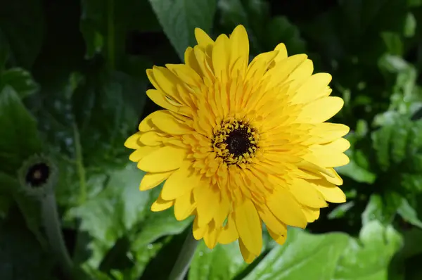 Uma flor de Gerbera — Fotografia de Stock