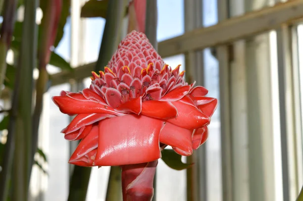 Gengibre vermelho da tocha — Fotografia de Stock