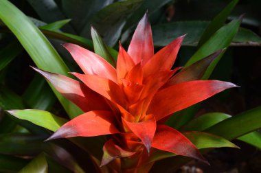 Bromeliad bitki