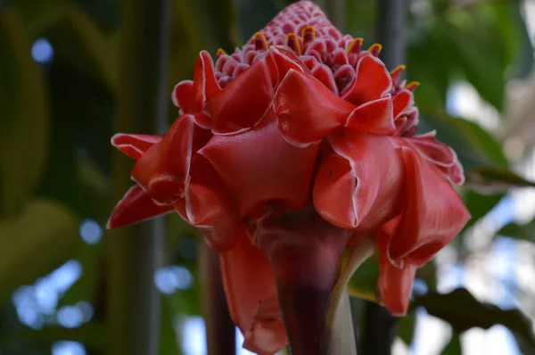 Antorcha roja jengibre — Foto de Stock