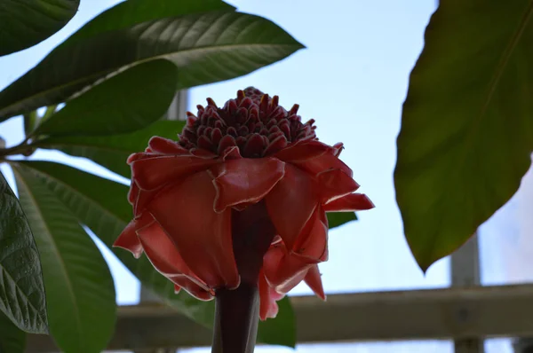 Gengibre vermelho da tocha — Fotografia de Stock