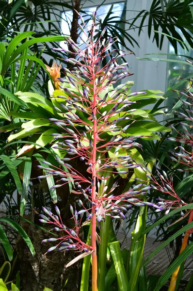 Bromeliadefabrikk – stockfoto