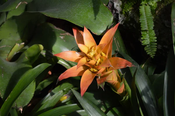 Ένα φυτό Bromeliad — Φωτογραφία Αρχείου