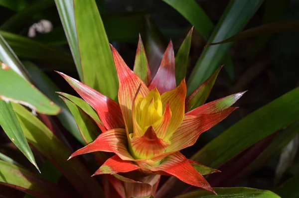 Uma planta de bromélia — Fotografia de Stock