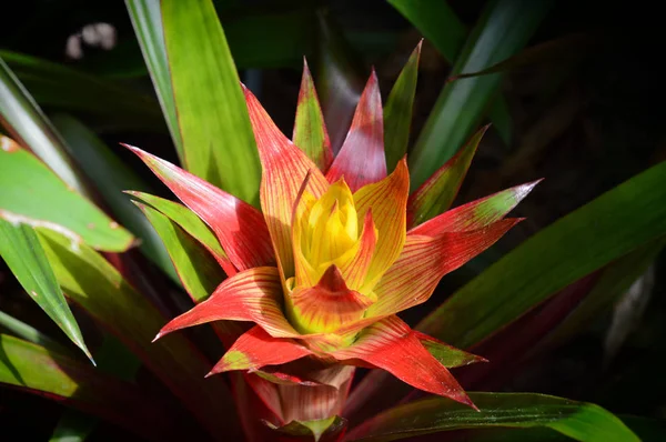 Une plante broméliacée — Photo