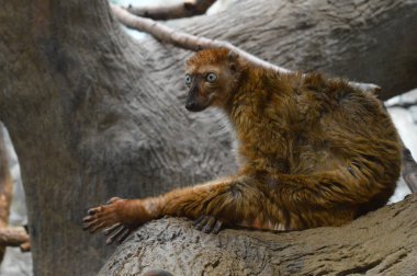 Mavi gözlü lemur