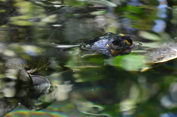 Schildpad uit een Tank — Stockfoto