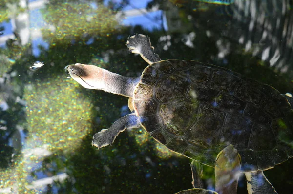 水槽でカメ — ストック写真