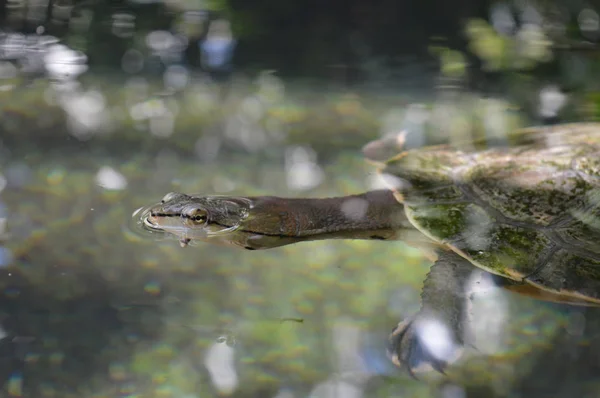 水槽でカメ — ストック写真