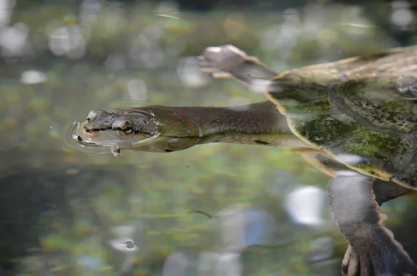 Želva v nádrži — Stock fotografie