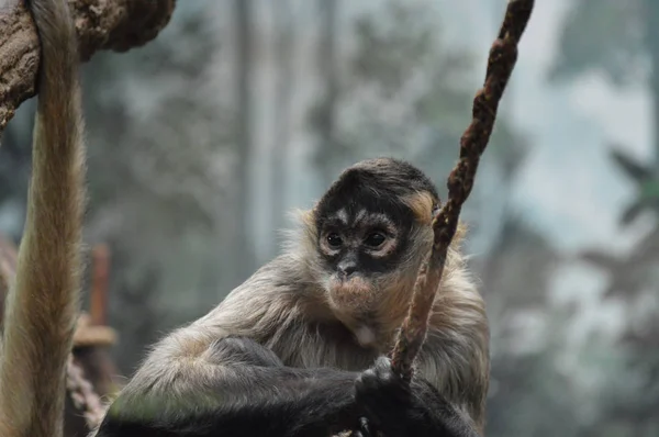 Spider monkey — Stock fotografie