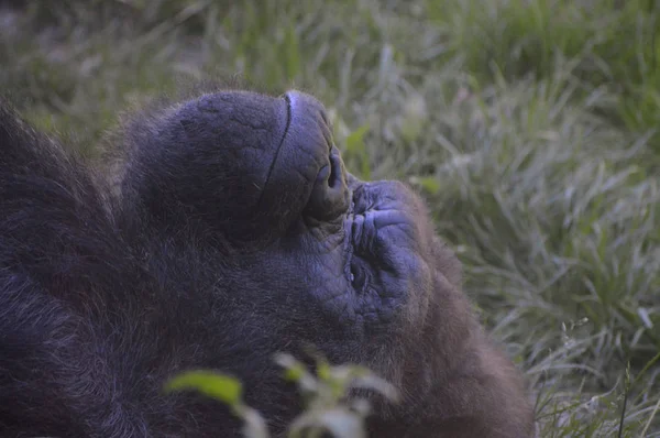 Мужская горилла — стоковое фото