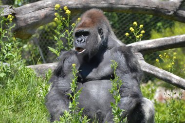 Goril dışında oturan