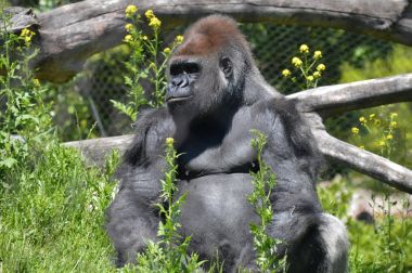 Goril dışında oturan