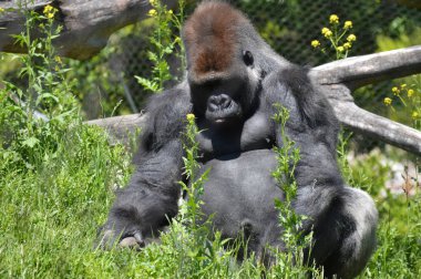 Goril dışında oturan