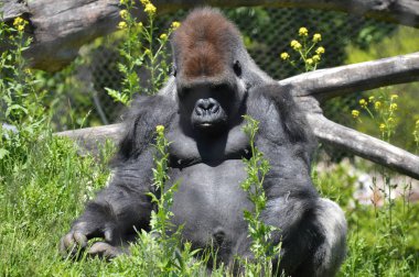 Goril dışında oturan