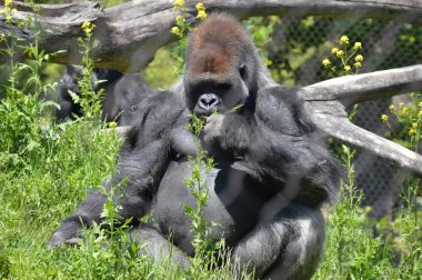 Goril dışında oturan