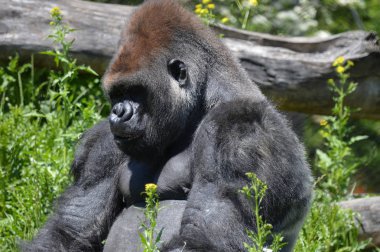 Goril dışında oturan